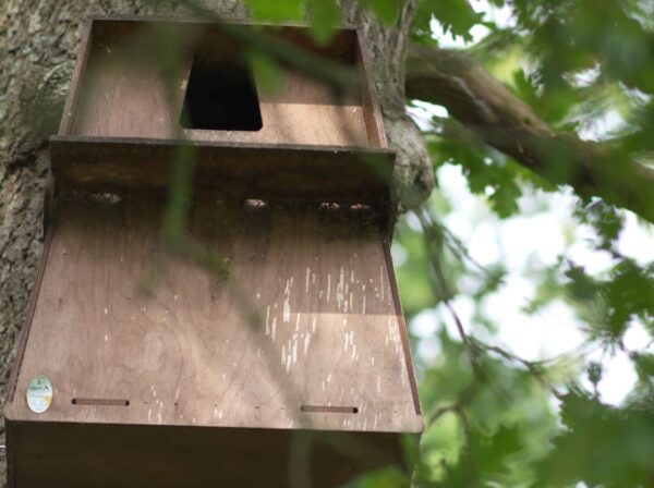 Meet Our New Neighbours in Nature!