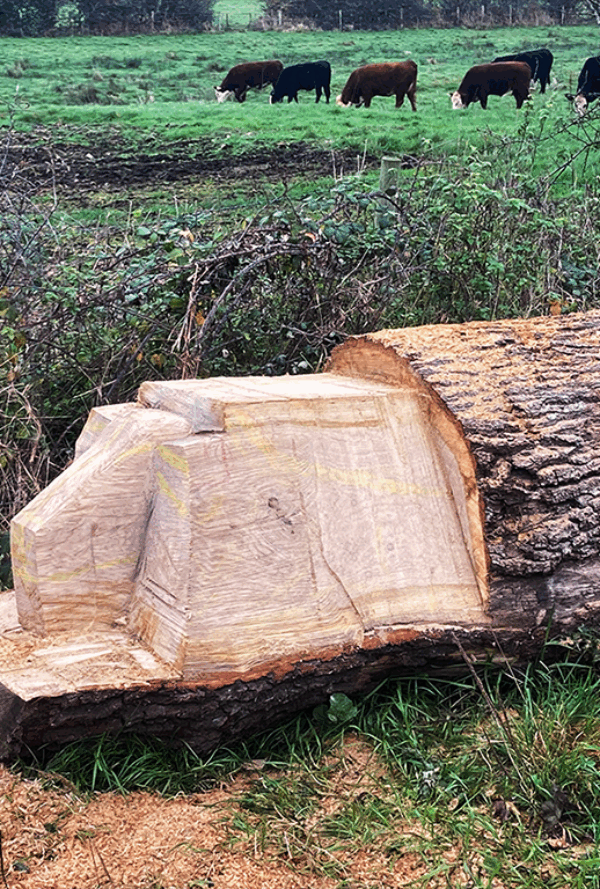 A calf craved into a tree log, still in progress