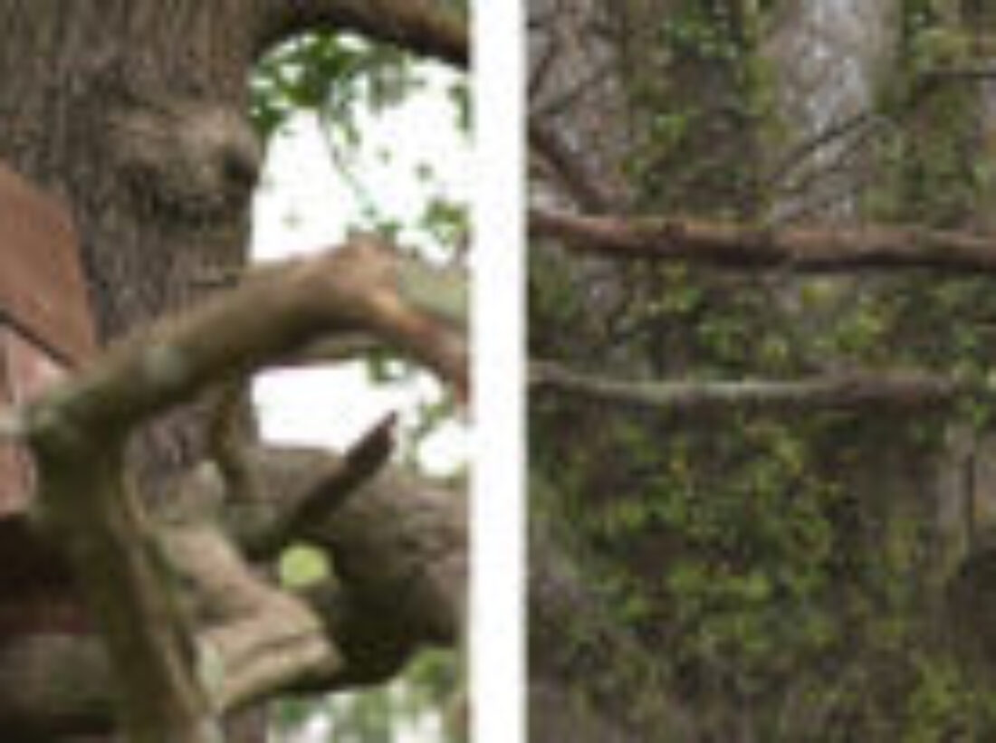 Two images of different owl boxes in tall trees