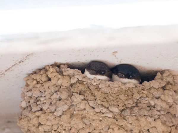 Big Garden Bird Watch 2025 Big Garden Bird Watch 2025