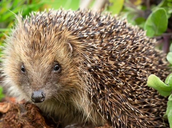 Hidden Heroes: Hedgehog Highways and Mammal Tunnels Hidden Heroes: Hedgehog Highways and Mammal Tunnels