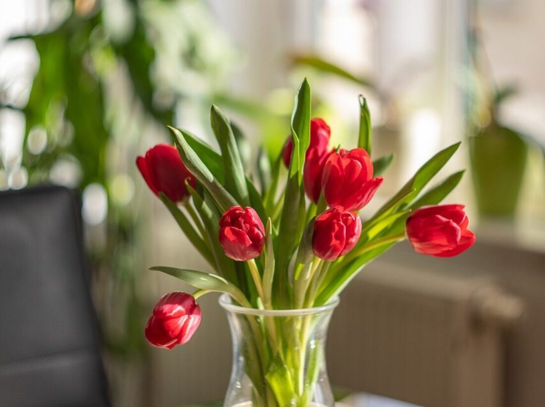 Red tulips in a vase on a kitchen table.
