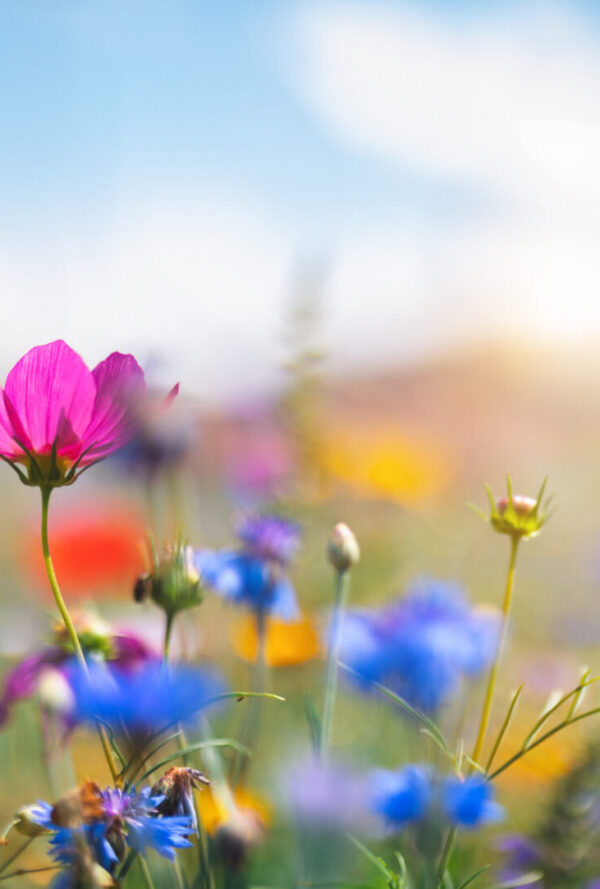 Wildflowers in an open meadow