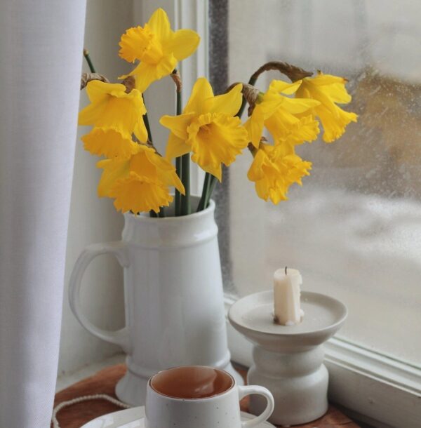 Daffodils in white jug