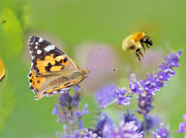 Easy Ways to Make Your Garden a Wildlife Haven