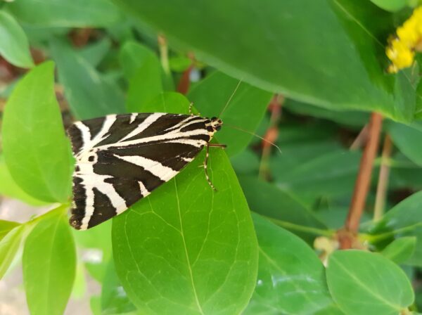 Big Butterfly Count 2025