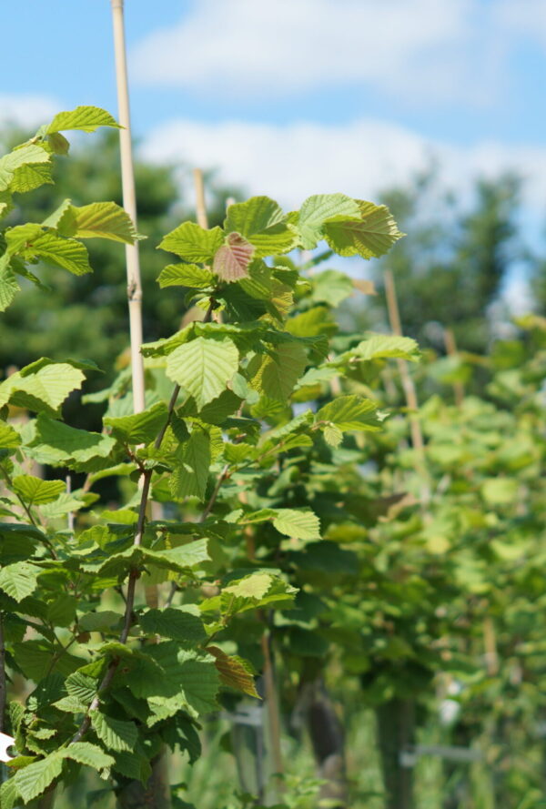 Adolescent trees at Allington Lane Nursery
