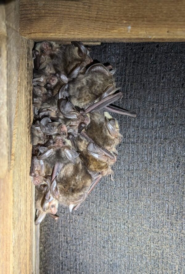 Bats huddled together by a wooden roof beam Bats huddled together by a wooden roof beam