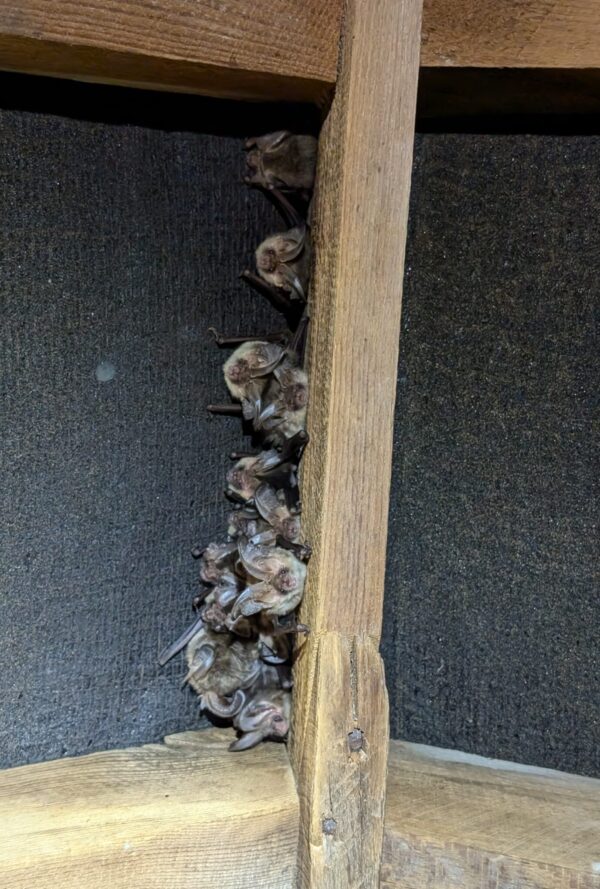 Bats in a roof truss Bats in a roof truss