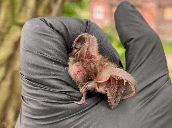 We’re Batty for Our New One Horton Heath Residents!