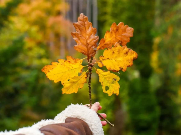 Embrace Autumn in Your Garden