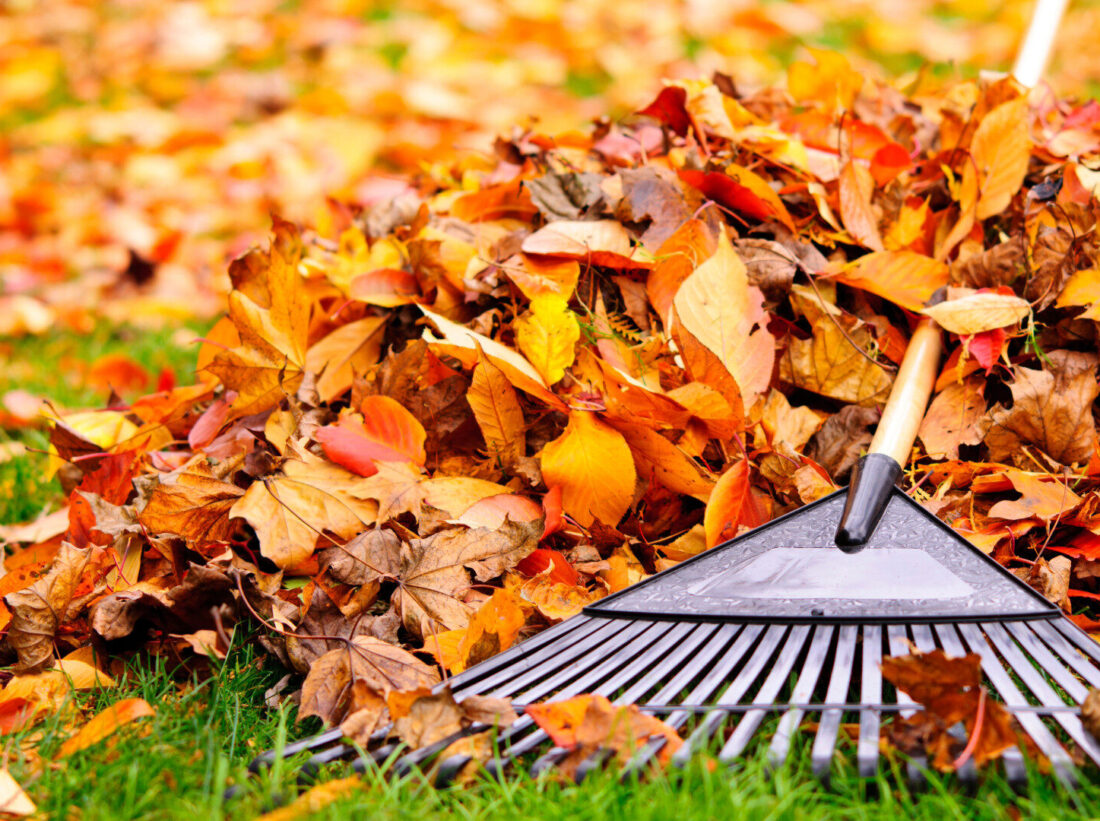 A rake on top of some orange leaves