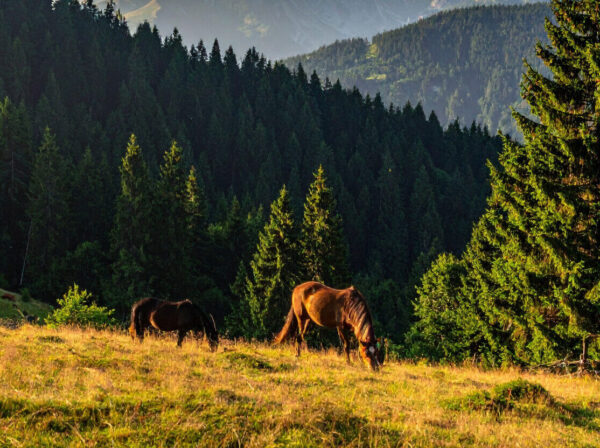 Family Walks from Horton Heath to the New Forest