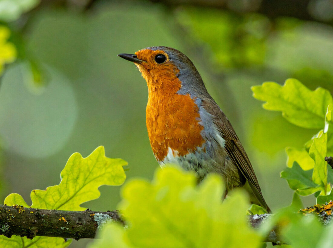 A robin on a branch