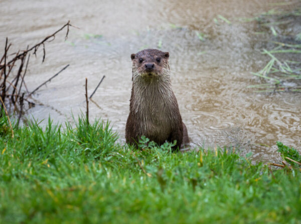 Wildlife thriving at One Horton Heath