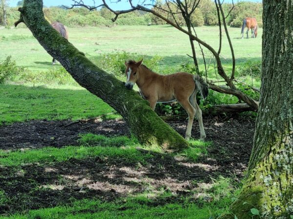 Family Walks from Horton Heath to the New Forest