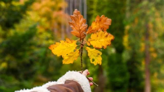 Your garden deserves some love this season. 🌿 Our latest blog offers tips to prep your outdoor space for winter and a vibrant spring!

🍂 Compost those fallen leaves
🍂 Plant spring bulbs now
🍂 Extend your growing season
🍂 Boost your lawn
🍂 Protect delicate plants

Tap the link in bio to read more! 🌸

#AutumnVibes #GardenGoals #EastleighGardens #SustainableLiving #eastbrookehomes