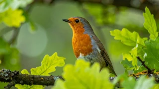 🐦 Big Garden Birdwatch: 23–25 Jan!

Spend an hour spotting birds and help support UK wildlife. A great way for everyone to get involved in conservation 🌱

More tips in our latest blog — visit our website to read more 📲

#BigGardenBirdwatch #RSPB #Nature #Birdwatching #eastbrookehomes