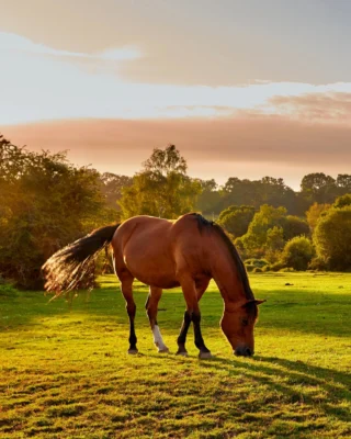 Spring is here and it's the perfect opportunity to get out and explore beautiful Hampshire 👣🌅

Our latest blog explores the best places for a ramble with your family [link in bio]. 

📸Image: The New Forest National Park

#FamilyWalks #HortonHeath #NewForest #ExploreOutdoors #eastbrookehomes