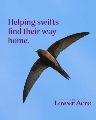 It’s #SwiftAwarenessWeek 🐦 and we’re proud to be playing our part in protecting this declining bird species by installing 30 swift boxes across The Lower Acre. 

Swifts spend most of their lives in the air and return to the same nesting sites year after year. Sadly, suitable spaces are disappearing. By integrating swift boxes directly into our homes, we’re helping to ensure these remarkable birds can continue to thrive alongside our community 🏘 💚

🌐 Visit our website to find out more about how we're supporting British wildlife. 

#Biodiversity #SustainableHomes #eastbrookehomes #WildlifeFriendly #NaturePositive #TheLowerAcre