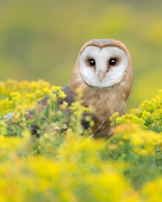 Today it's #InternationalOwlAwarenessDay 🦉

We're celebrating some exciting wildlife success at Horton Heath, where 11 barn owl chicks hatched in our specially installed owl boxes this spring 🐣

The chicks were later ringed by the team at @hawkconservancy, helping conservationists monitor and protect local barn owl populations for the future 💚

Learn more about the conservation initiatives shaping this community by visiting our website 📲

#BarnOwls #WildlifeConservation #eastbrookehomes #Biodiversity #BuildingForNature #TheLowerAcre
