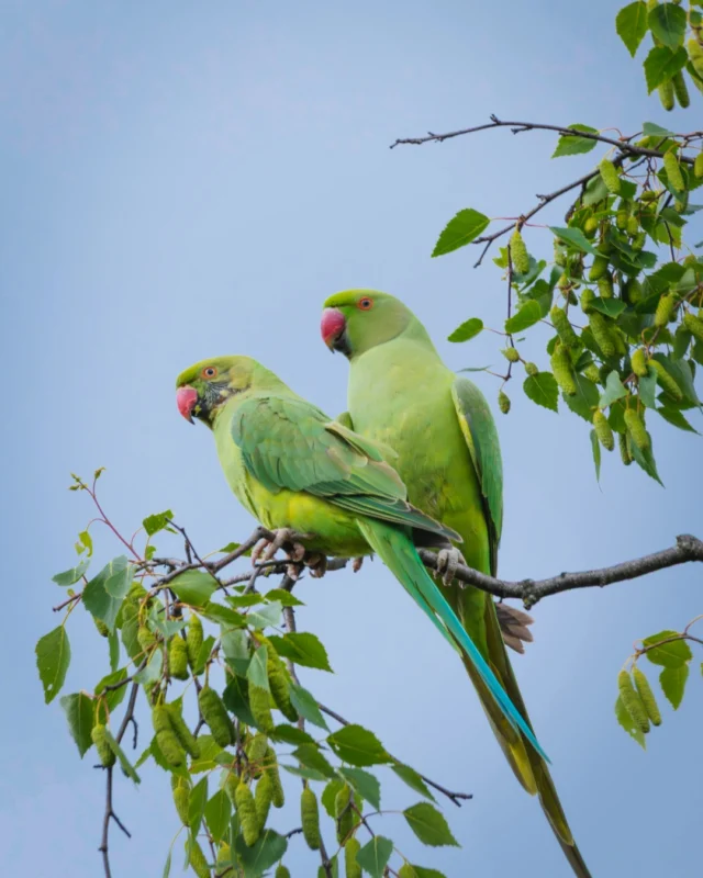 Did you know? Alongside plenty of native wildlife, Horton Heath is also occasionally visited by wild green parakeets - not something you'd expect to see in the Hampshire countryside! 🦜

Protecting and enhancing nature is at the heart of the One Horton Heath vision, creating habitats where wildlife can thrive, even for some of our more unexpected visitors 💚

Discover more about the environmental initiatives helping to shape this sustainable new community by visiting our website [Link in bio] 🌿

#WorldAnimalDay #parakeets #TheLowerAcre #wildparakeets #eastbrookehomes